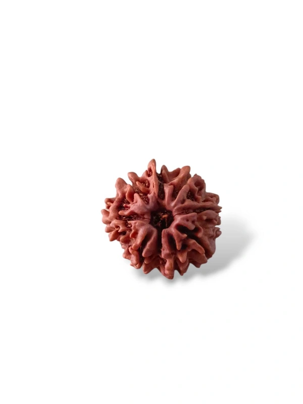 Natural Rudraksha - 8 Mukhi