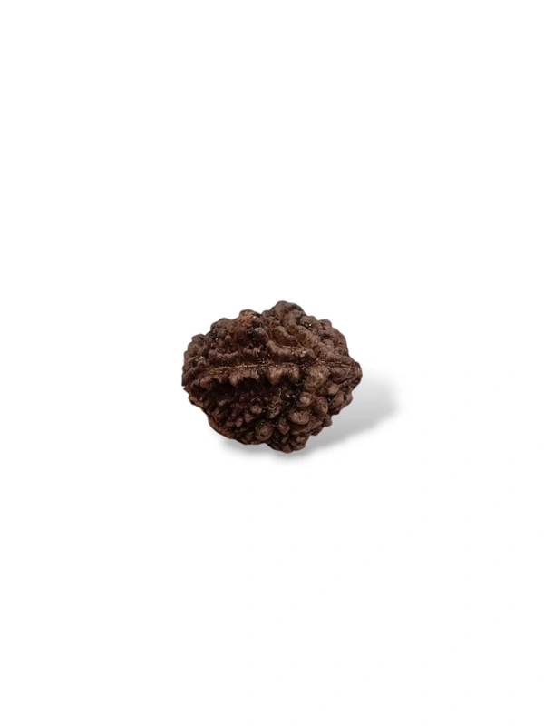 Nepali Rudraksha - 2 Mukhi