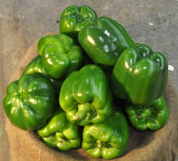 Capsicum - 250g