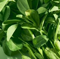 Fenugreek leaves/ Methi - 250 - 300 G