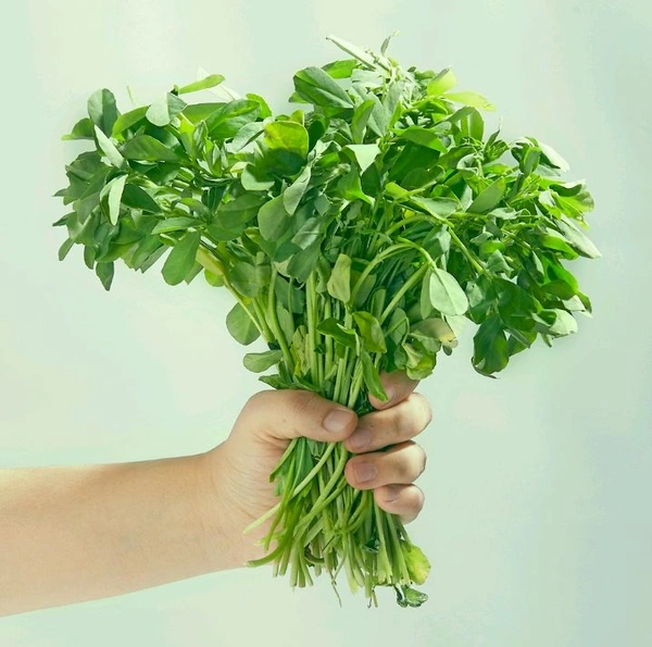Fenugreek leaves/ Methi - 250 - 300 G