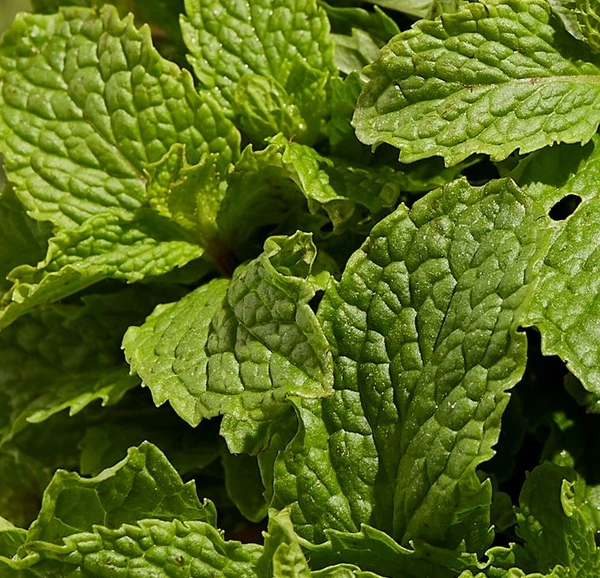 Mint/Pudina - 100 - 120 G