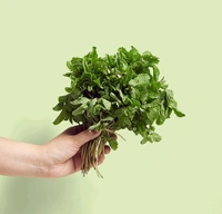 Mint/Pudina - 100 - 120 G