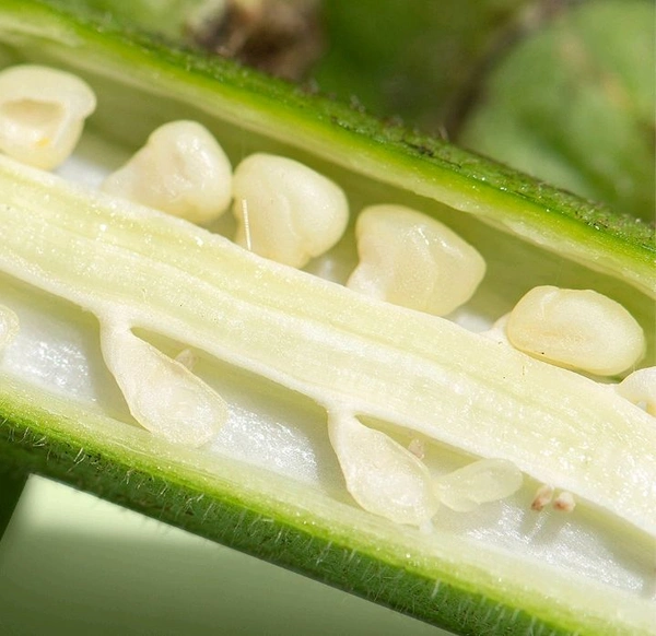 Lady finger/ Bhindi - 500 G Premium