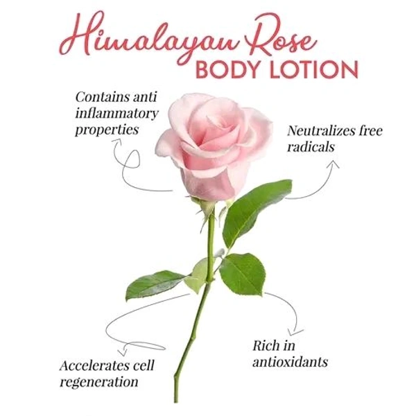 Dravida Organics Rose Body Lotion Long-Lasting Moisturization Pack of 2 (300 ml)