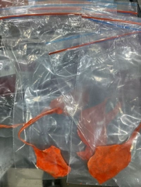 Astro Planet Billi Ki Zer - Web Orange, Free