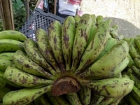 Banana (Jahaji Kol) - 10pc