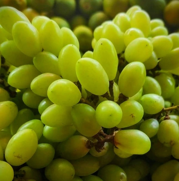 Grapes (Angoor)