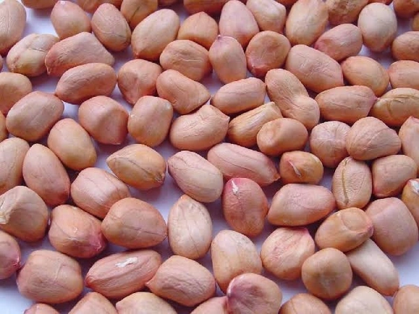 Safed Badam (Singdana)
