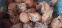 Mature Coconut / Nariyal / Narikol