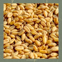 Sharbati Wheat Flour - Sihore Premium 10kg - 10 kg, Roti Coarse