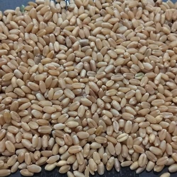 Wheat Flour - Washed and vacuum dried - 1 kg