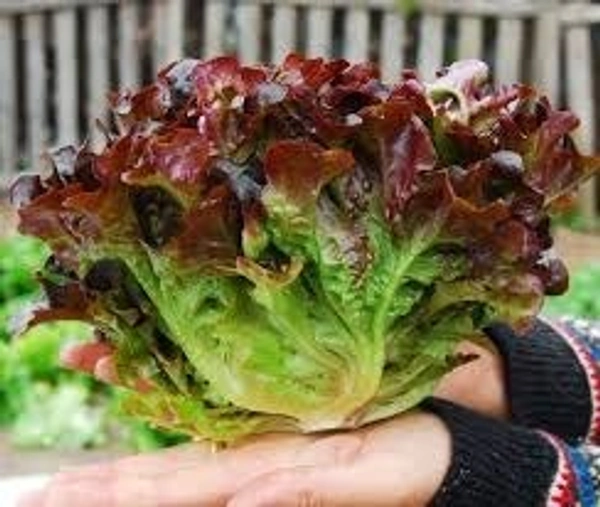 Oak Leaf lettuce - 1/2 Kg