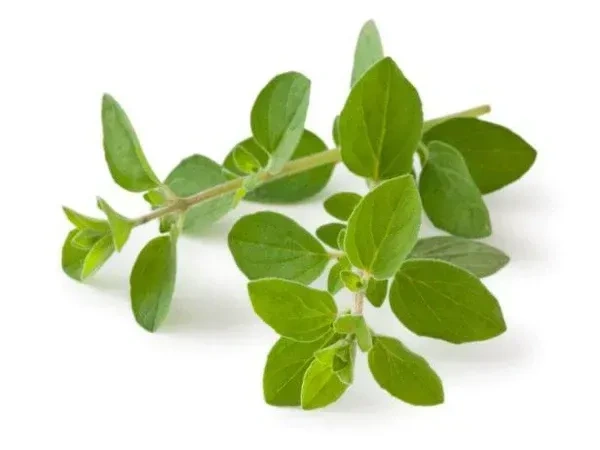 Oregano - 1/2 Kg