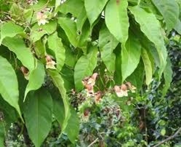 Patala Leafs /Stereospermum Suaveolens