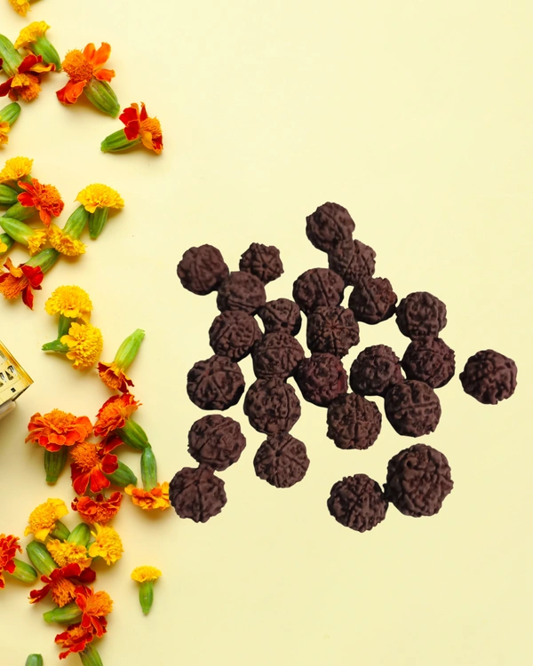 Rudraksha Beads - 25 Nos