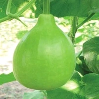 Round Bottle Gourd - 1Kg