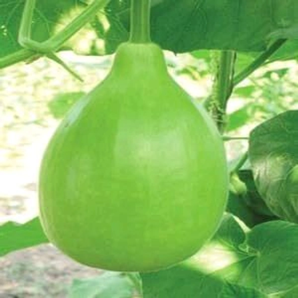 Round Bottle Gourd - 1Kg