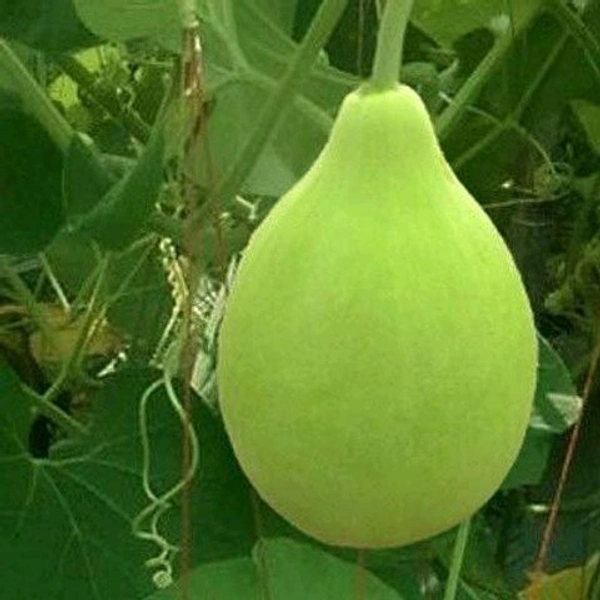 Round Bottle Gourd - 1Kg