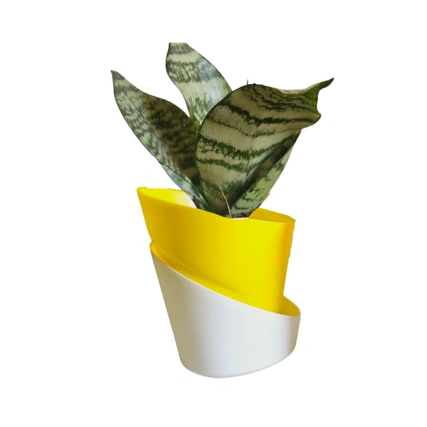 Self Watering Pot With Dwarf Snake Plant - Brown