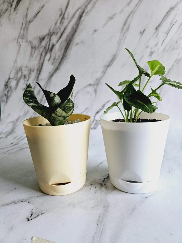 Self Watering Planters