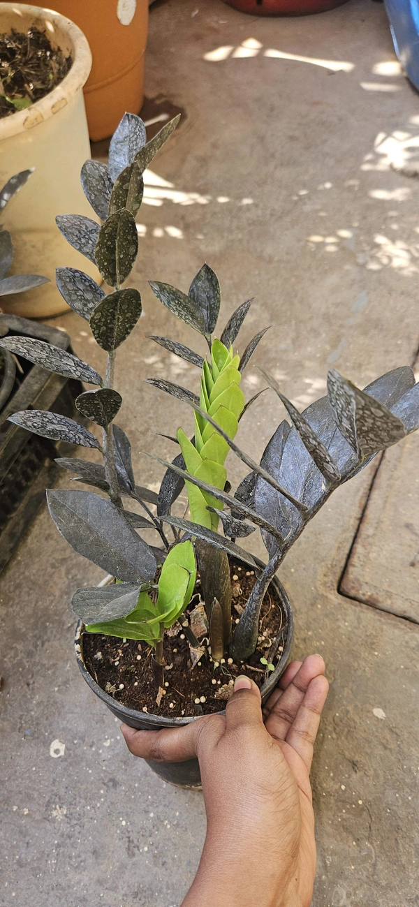 Raven ZZ(Zamioculcas zamiifolia) plant