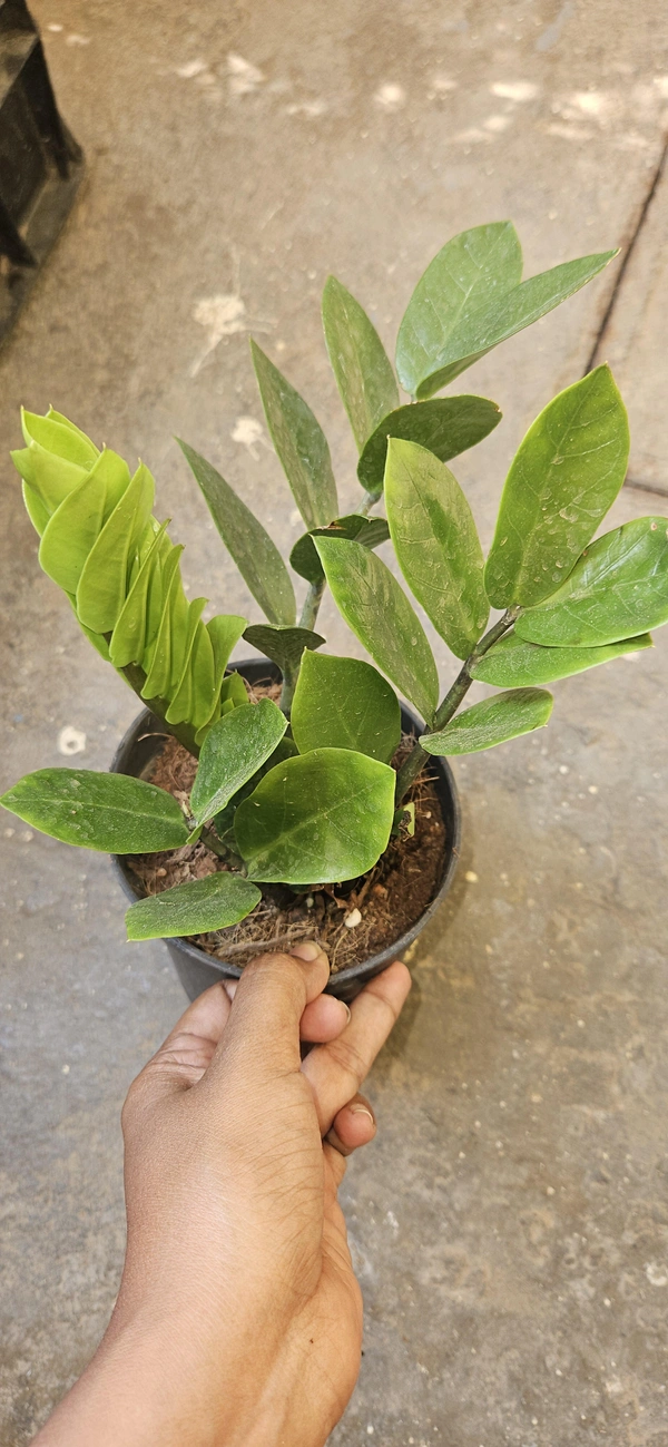 Green ZZ(Zamioculcas zamiifolia) Plant