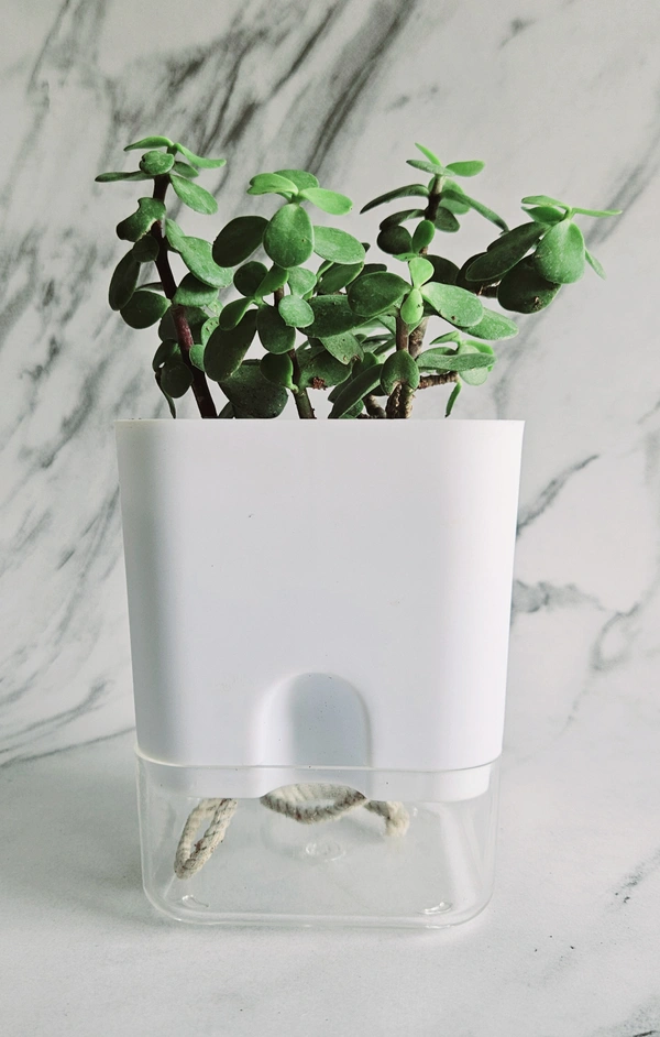 Self Watering Planter