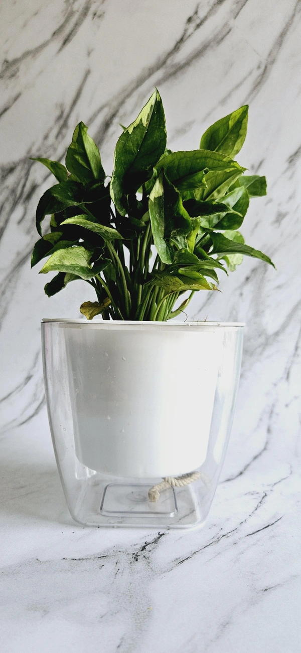 Self Watering Planters