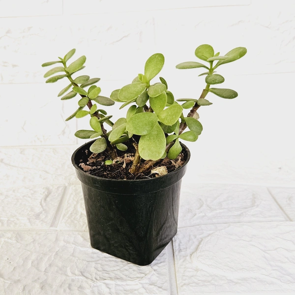 Jade Plant