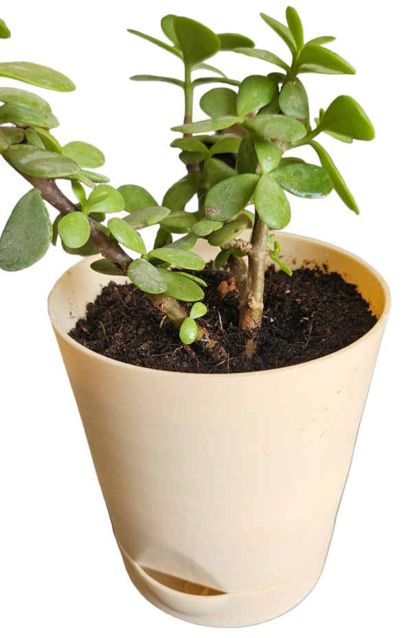 Self Watering Planter With Plant