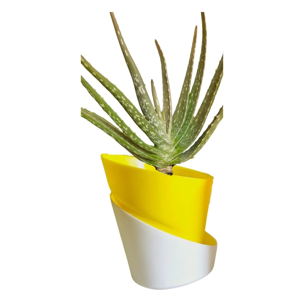 Self Watering Pot With Aloevera Plant - Brown