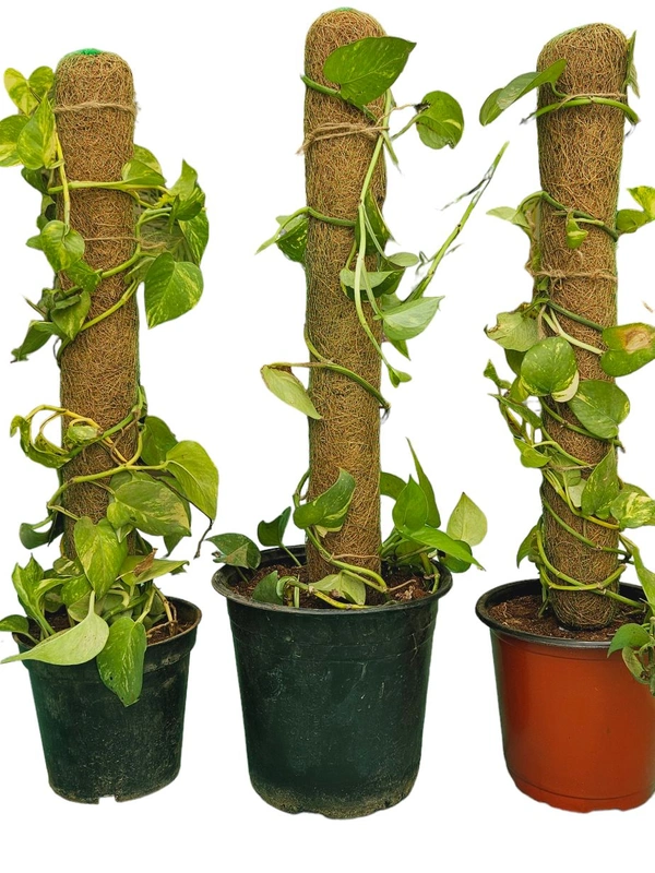 Money Plant With Moss Stick