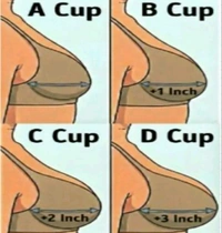 Women's Light Padded Soft Cotton Print Bra | Non-Wired Comfort Fit | Adjustable Straps | Back Closure Everyday - 40B Size (Pack of -1 Bra) White - 32B