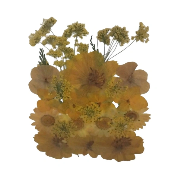 Dried Press Flower No.16