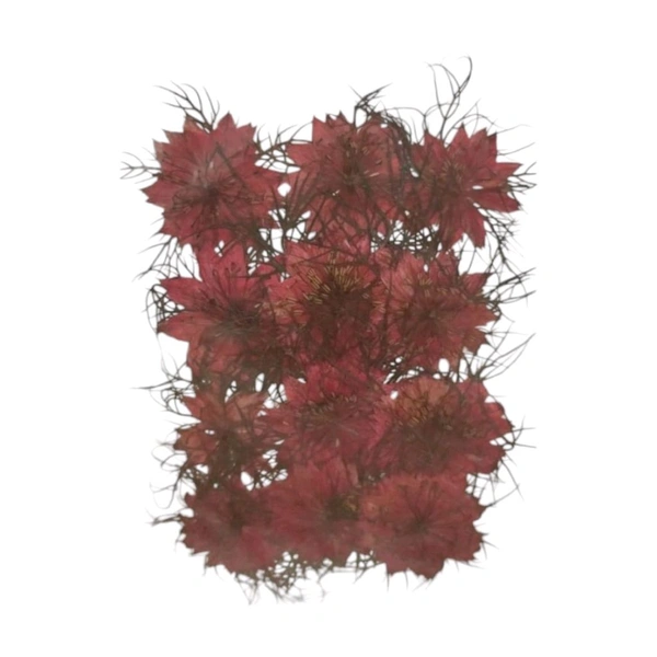 Dried Press Flower HGS-52