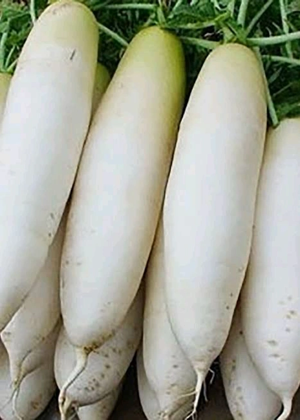 Radish