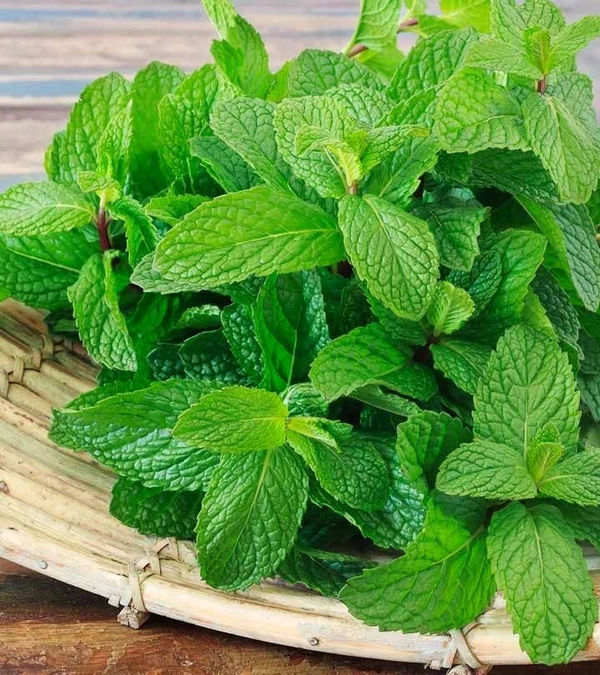 Mint Leaves