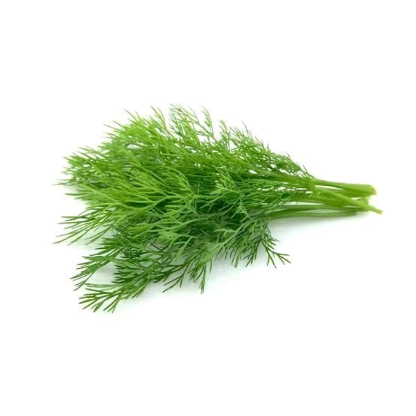 Dill Leaves Without Roots