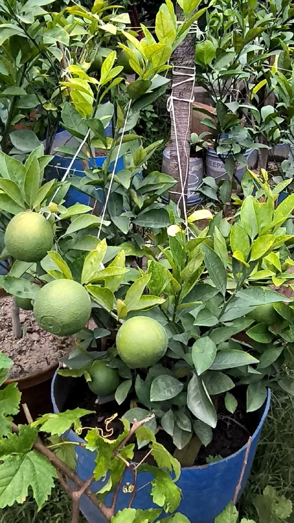 Indian Siki Musambi Plant Grafted ( Standard Plant) - 1.5-3 Feet Plant