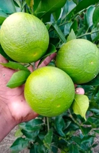 Indian Siki Musambi Plant Grafted ( Standard Plant) - 1.5-3 Feet Plant