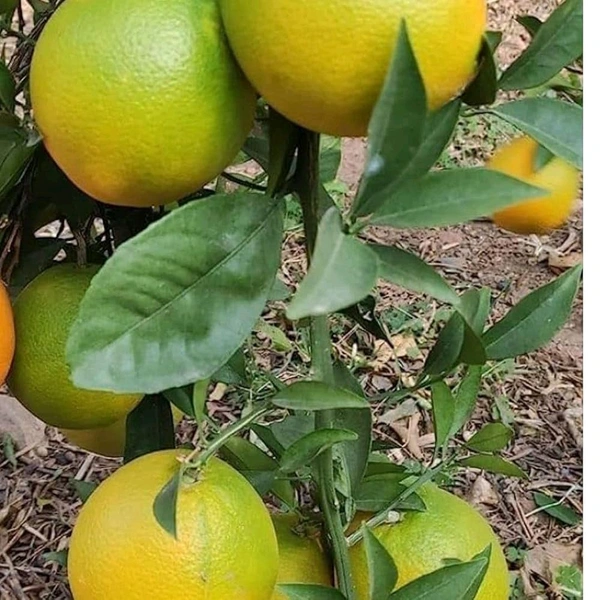 Indian Siki Musambi Plant Grafted ( Standard Plant) - 1.5-3 Feet Plant