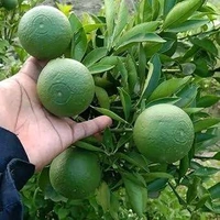 Indian Siki Musambi Plant Grafted ( Standard Plant) - 1.5-3 Feet Plant