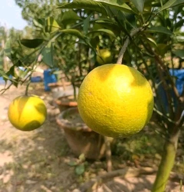 Yellow Malta Plant,All Time Sweet Variety, Grafted Mature Plant, Ready For fruiting