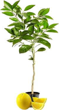 Yellow Malta Plant,All Time Sweet Variety, Grafted Mature Plant, Ready For fruiting