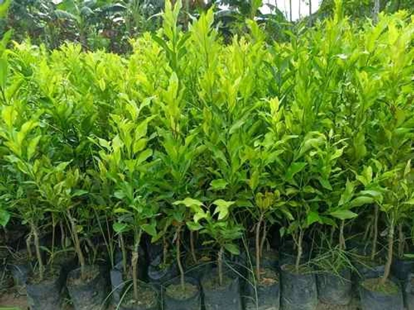 Yellow Malta Plant,All Time Sweet Variety, Grafted Mature Plant, Ready For fruiting