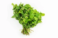 Mint (Pudina) - With Roots