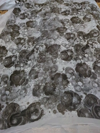 pure georgette with peeta work - Gray