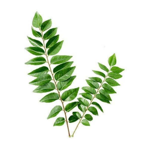 Curry Leaves करी पत्ता - 100gm