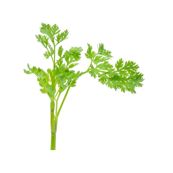 Corriander Leaves धनिया की पत्तियां - 200gm